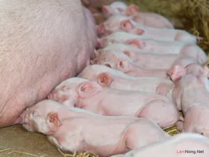 Các bệnh thường gặp trên lợn nái sau khi sinh