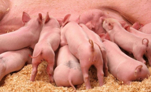 Một số bệnh thường gặp trên đàn lợn con theo mẹ