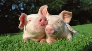 Top 5 bệnh thường gặp ở lợn và cách phòng tránh hiệu quả nhất