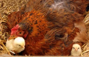 Cách phòng trị hiệu quả bệnh cầu trùng trên gà