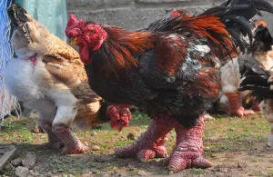 Bệnh hô hấp mãn tính ở gà